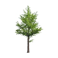 Tree 3d model