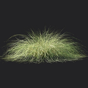 Carex sedge barley grass fescue weeds grass lawn 3d model