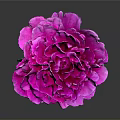 Vibrant Pink Peony Blooming with Fresh Green Leaves on Gray Background