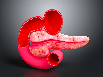 Detailed 3D Anatomical Model of Abdominal Organs Showing Stomach and Pancreas Structure 3d model