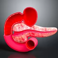 Detailed 3D Anatomical Model of Abdominal Organs Showing Stomach and Pancreas Structure
