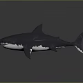 Realistic 3D Shark Model With Gray White Body And Dorsal Fin On Dark Background