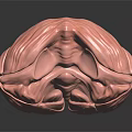 Pink Brain Anatomical Model Displayed On Black Background With Reflection 3d model