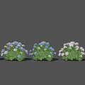 Colorful Hydrangea Flowers In Purple Blue White With Green Leaves Garden
