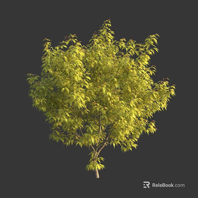 Healthy Lush Green Tree With Full Dense Canopy And Fresh Vibrant Leaves 3d model 