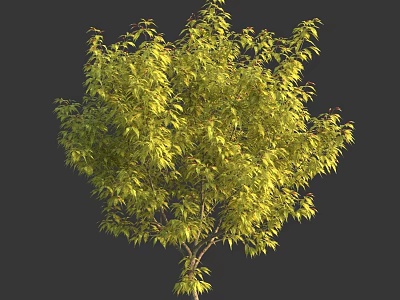 Healthy Lush Green Tree With Full Dense Canopy And Fresh Vibrant Leaves 3d model