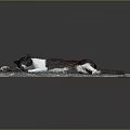 Black White And Brown Cat Lying Stretched Out On Pebble Covered Mat With Gray Background