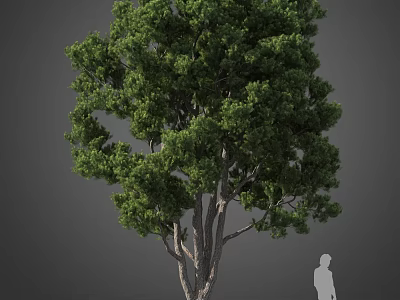 Tall Lush Green Arbor with Branched Trunk and Dense Foliage Near Human Figure 3d model