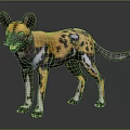 African Wild Dog With Yellow Black And White Spots Large Ears Standing On Gray Background