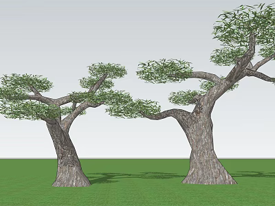 Tall Arbor With Thick Trunks And Lush Foliage Growing In Green Grassy Field 3d model