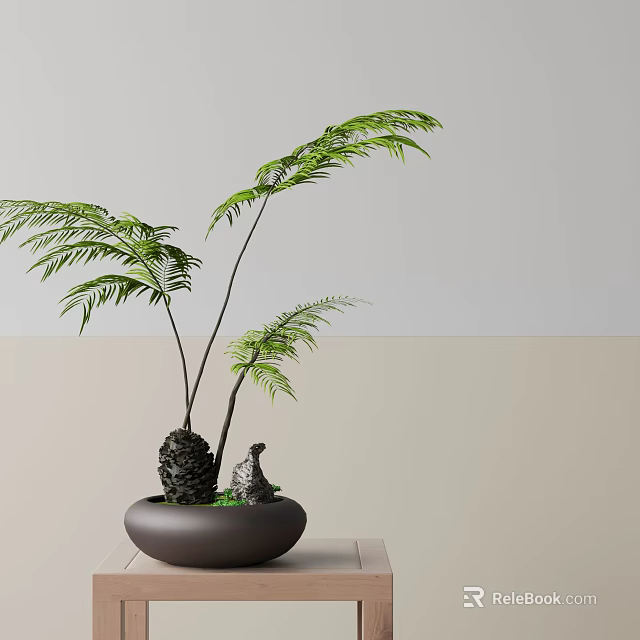 Bonsai Plant with Green Fern like Leaves Tuberous Base in Dark Pot on Light Surface 3d model 