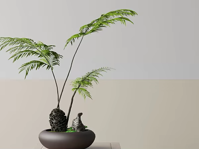 Bonsai Plant with Green Fern like Leaves Tuberous Base in Dark Pot on Light Surface 3d model