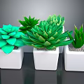 Various Green Succulent Plants in White Square Pots for Indoor Decor