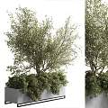 Lush Green Bonsai Potted Plant With Dense Foliage And Natural Ground Cover