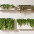 Different Varieties Of Hanging Green Vines On White Wall Mounted Shelves For Indoor Decor