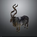 Wild Goat With Large Curved Horns And Long Shaggy Black White Fur