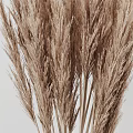 Elegant Beige Vase With Dried Pampas Grass For Minimalist Home Decor