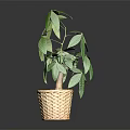 Potted Indoor Plant With Green Leaves In Woven Basket Container