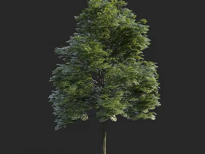Lush Green Arbor With Dense Foliage And Strong Trunk In Natural Environment 3d model