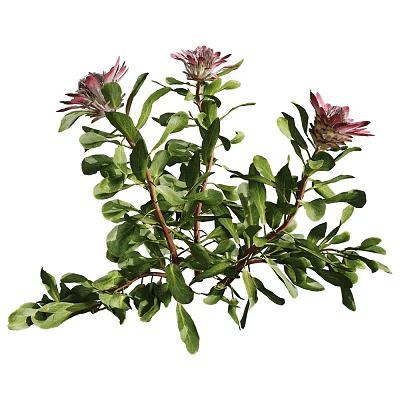 Fresh Green Plant Branches With Pink Flowers On White Background 3d model