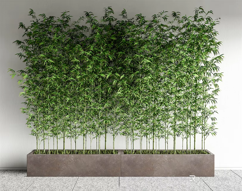 Tall Lush Green Bamboo Potted In Long Rectangular Planter Against White Wall 3d model 
