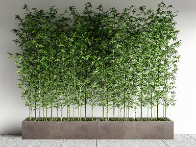 Tall Lush Green Bamboo Potted In Long Rectangular Planter Against White Wall 3d model