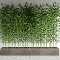 Tall Lush Green Bamboo Potted In Long Rectangular Planter Against White Wall