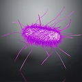 Purple Rod Shaped Bacteria With Hair Like Fimbriae And Flagella In 3D Rendered Microscopic View