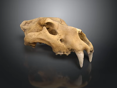 Detailed Wild Animal Skull Skeletal Structure With Sharp Canine Teeth 3d model