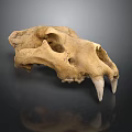 Detailed Wild Animal Skull Skeletal Structure With Sharp Canine Teeth