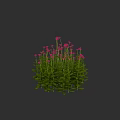 Vibrant Pink Flowers with Green Leaves in Round Cluster Against Dark Background