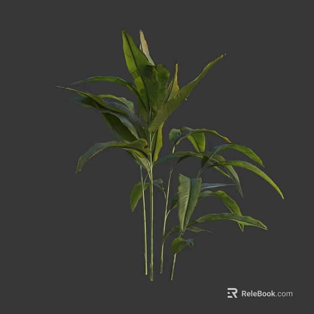 Green Leafy Plant Featuring Long Leaves And Slender Stems For Interior Decor 3d model 