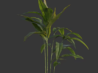 Green Leafy Plant Featuring Long Leaves And Slender Stems For Interior Decor 3d model