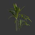 Green Leafy Plant Featuring Long Leaves And Slender Stems For Interior Decor
