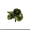Large Fan Shaped Leaf Tree with Lush Green and Yellow Foliage