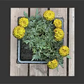 Yellow Flowering Plant with Green Leaves in Gray Square Woven Planter on Wooden Plank Base