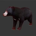 Realistic Black Bear 3D Model With Black Fur White Face And Chest Patch 3d model