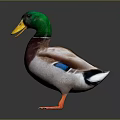 Colorful Mallard Duck With Green Head Yellow Beak And Orange Feet On Gray Background