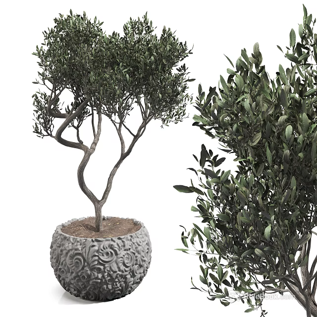 Bonsai Olive Tree Plant With Carved Decorative Pot Green Leaves And Twisted Branches 3d model 