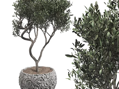 Bonsai Olive Tree Plant With Carved Decorative Pot Green Leaves And Twisted Branches 3d model