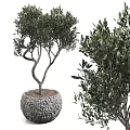 Bonsai Olive Tree Plant With Carved Decorative Pot Green Leaves And Twisted Branches
