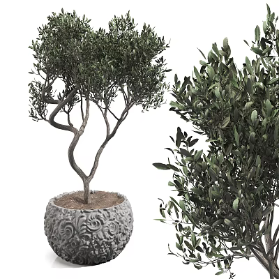 Bonsai Olive Tree Plant With Carved Decorative Pot Green Leaves And Twisted Branches 3d model