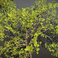 Green Trees with Slender Trunks and Lush Foliage on Dark Background with Ground Shadows