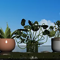 Bonsai Potted Plants in Brown Black White Pots on Grassland by Water Under Blue Sky
