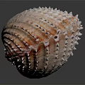 Spiny Scallop Shell With Red And White Stripes On Dark Background