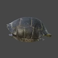 Close Up View Of Dark Turtle Shell With Yellow Patterned Texture 3d model