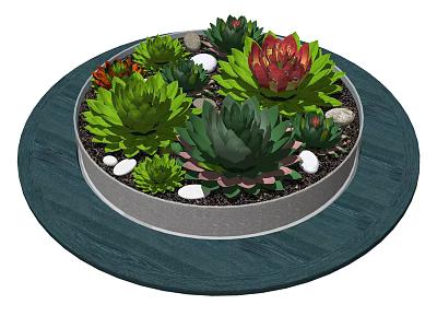 Bonsai Potted Succulent Plants In Round Container With White Pebbles And Dark Wooden Table 3d model