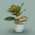 Green Tropical Plant With Large Variegated Leaves And Red Yellow Edges In Blue Textured Pot
