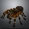 Realistic Tarantula Spider With Orange And Black Striped Legs On Dark Background
