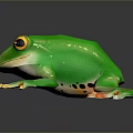 Vibrant Green Reptile With Orange Toes Resting On A Gray Background Surface